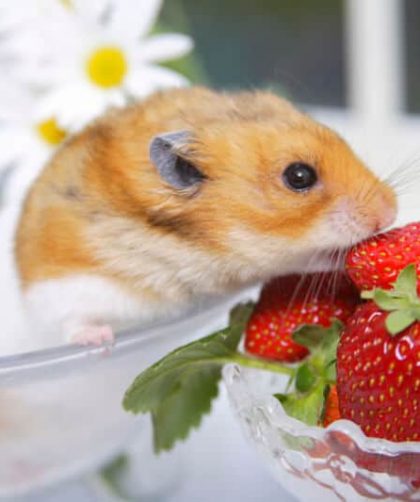 Hamsters Eat Strawberries