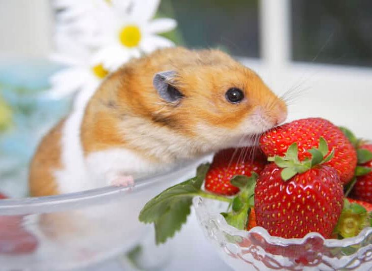 Hamsters Eat Strawberries